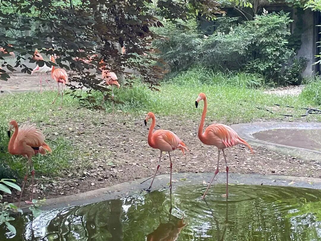 May 2023 — five months after transplant, photographed by Wenwen at Shanghai Wild Animal Park