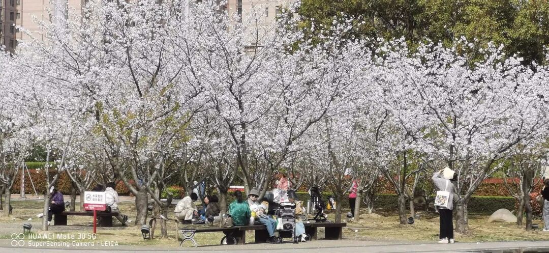 April 2026 — spring scenery photographed by Ms. Zhang.