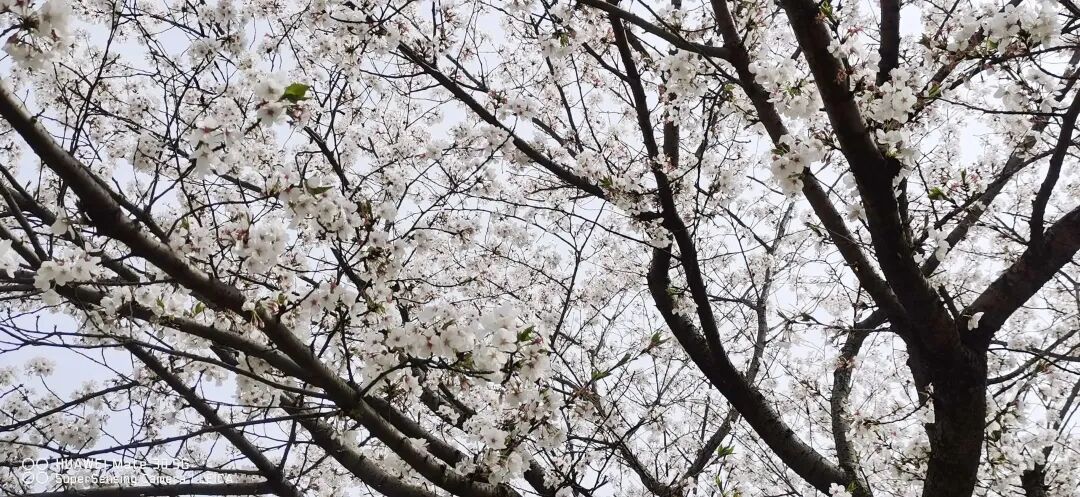 April 2026 — spring scenery photographed by Ms. Zhang.
