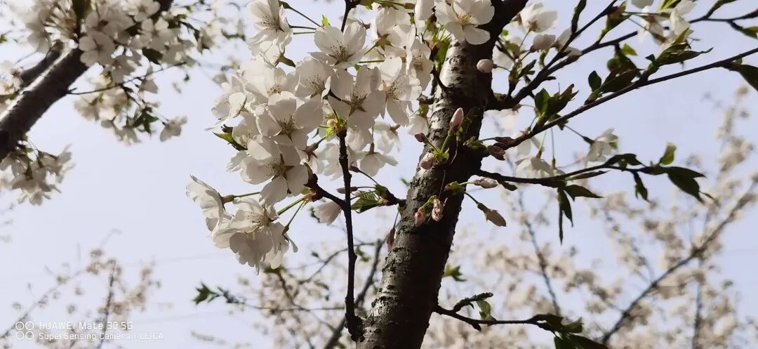 April 2026 — spring scenery photographed by Ms. Zhang.